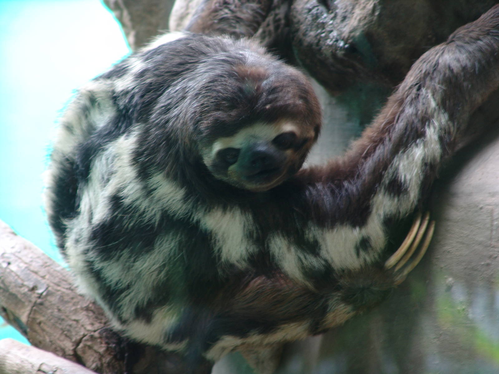 Brown-throated Three-toed Sloth (Bradypus variegatus)