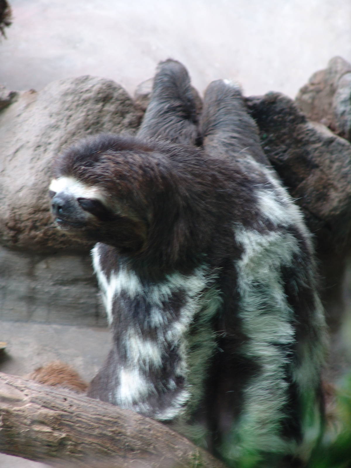 Brown-throated Three-toed Sloth (Bradypus variegatus)