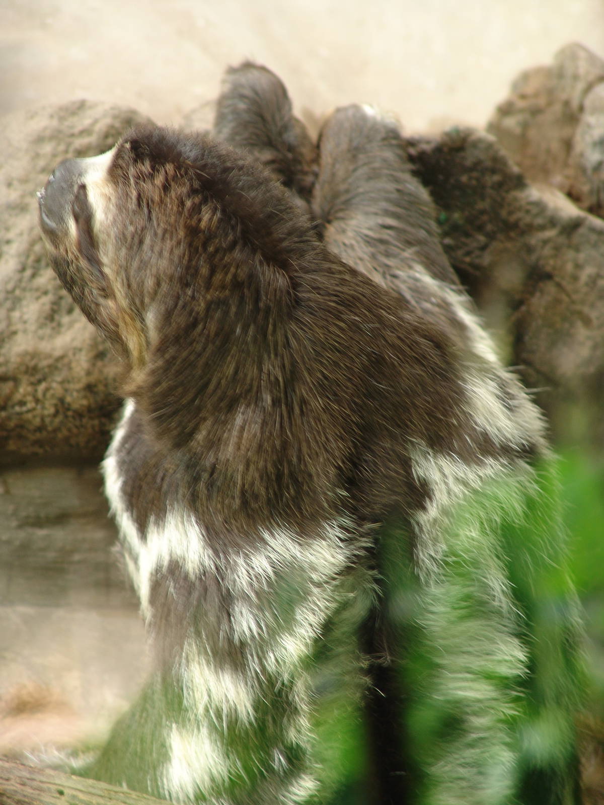 Brown-throated Three-toed Sloth (Bradypus variegatus)