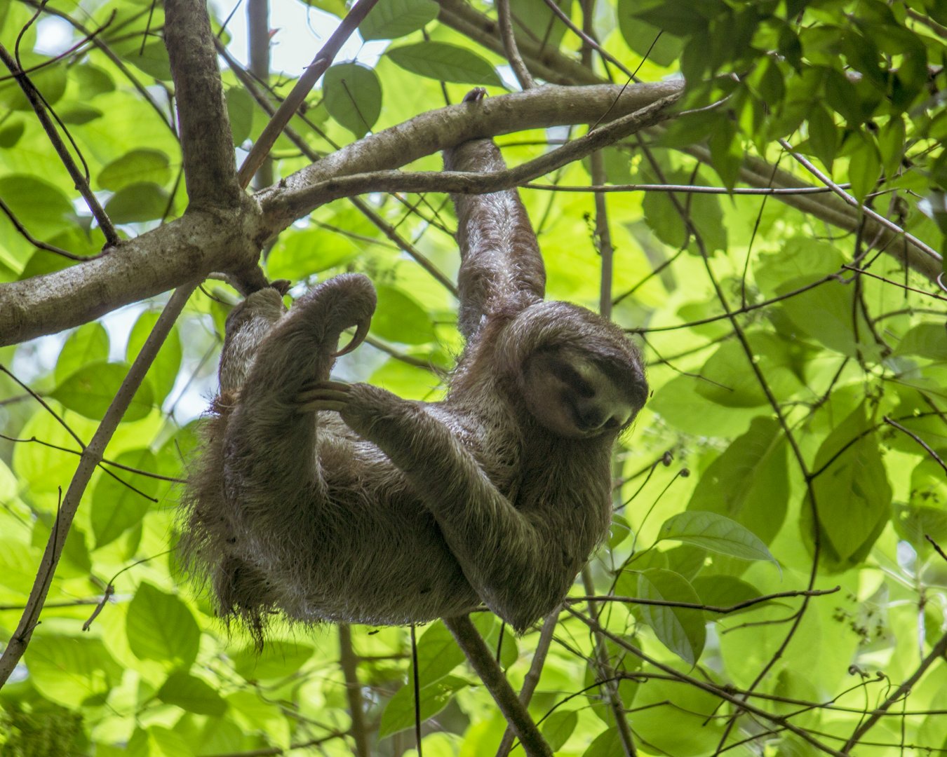 Brown-throated three-toed sloth, Bradypus variegatus