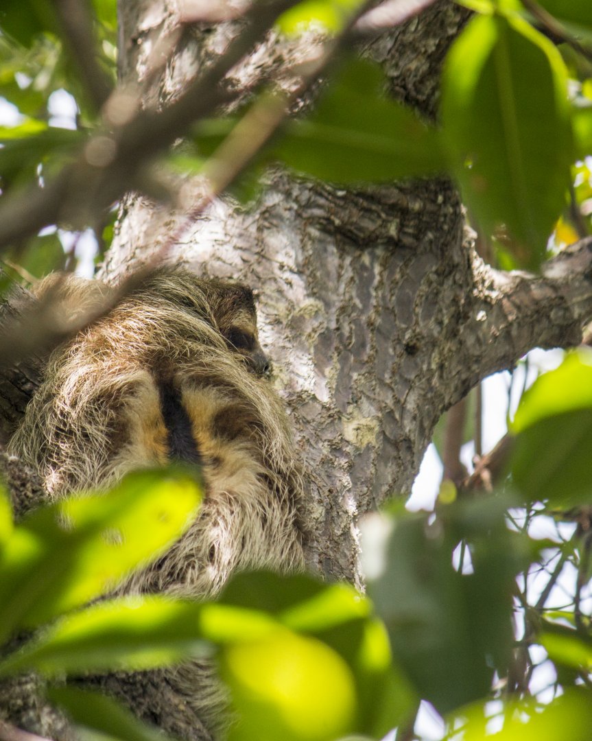 Brown-throated three-toed sloth, Bradypus variegatus