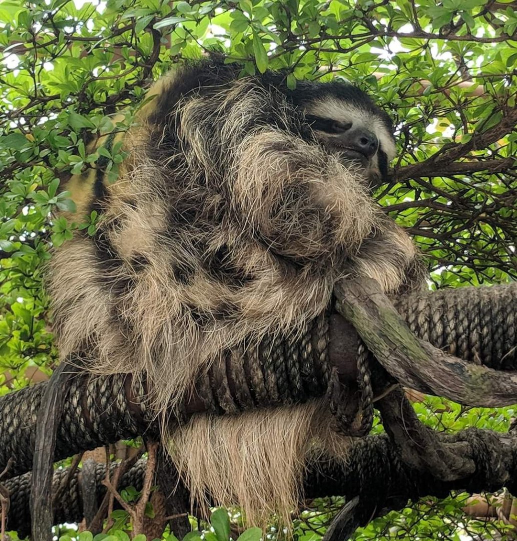 Brown throated three-toed sloth (Bradypus variegatus)