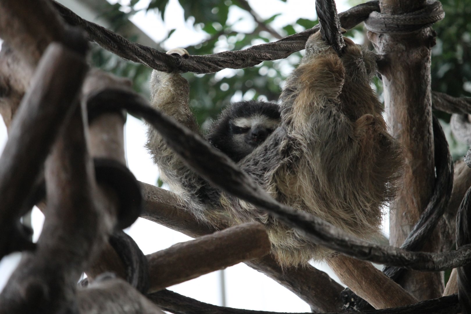 Brown-Throated Three-Toed Sloth (Bradypus variegatus)