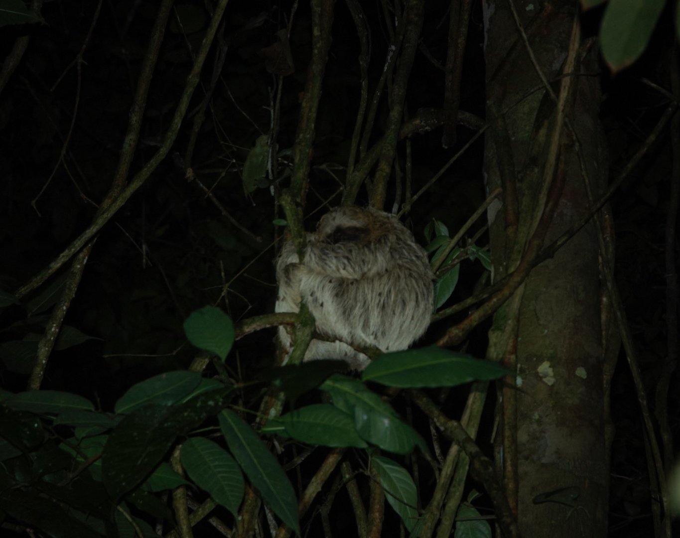 Brown-throated Three-toed Sloth (Bradypus variegatus)