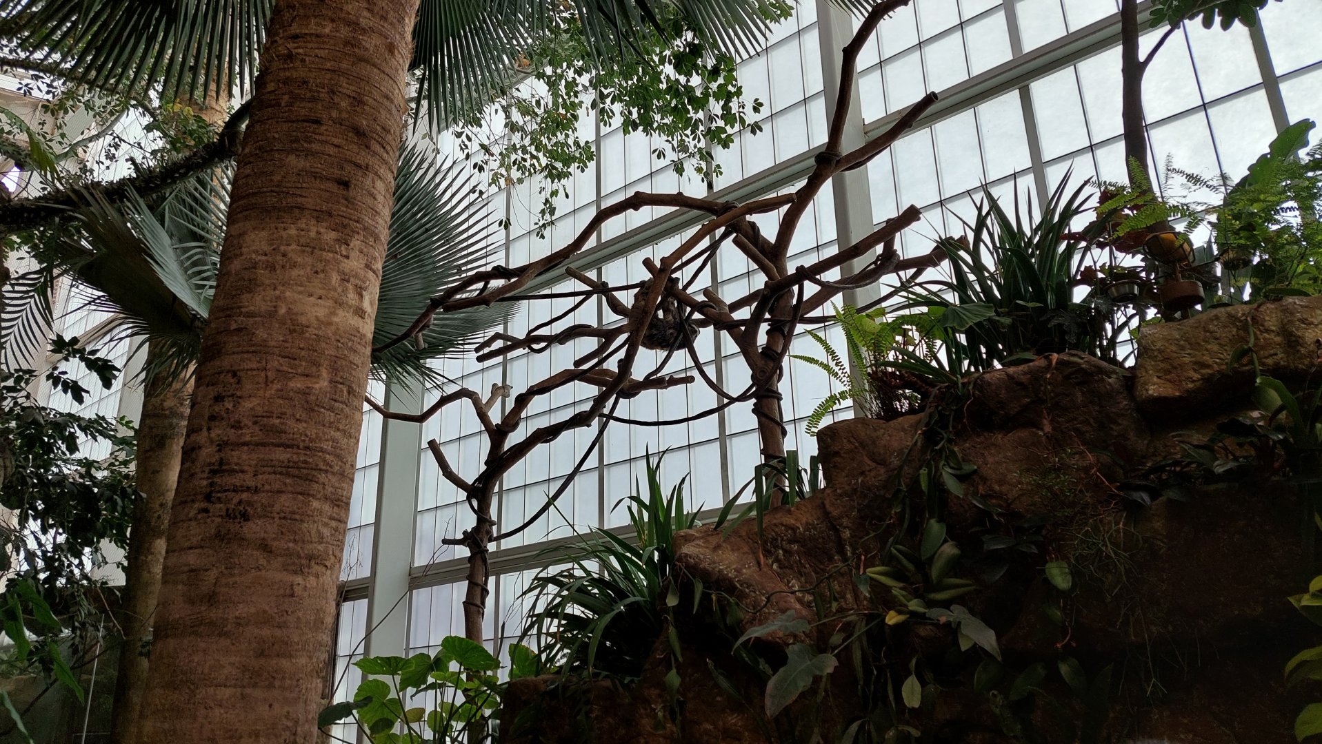 Brown-Throated Three Toed Sloth habitat