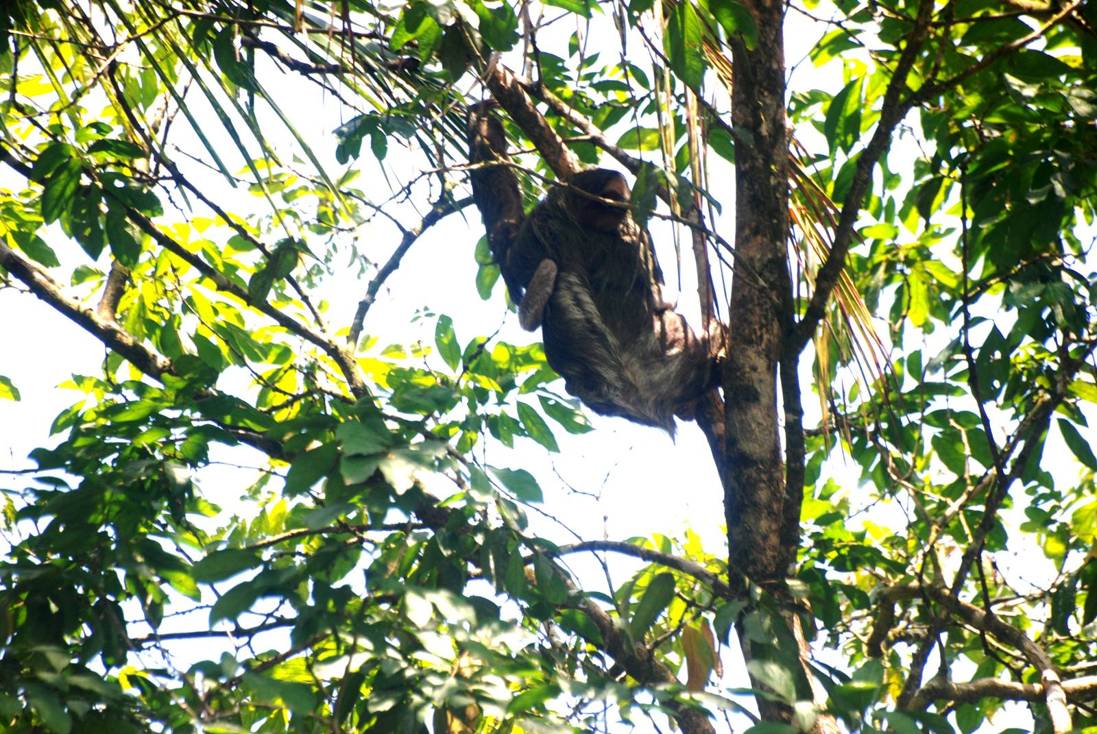 Brown-throated Three-toed Sloth in Tortuguero, 13/04/14