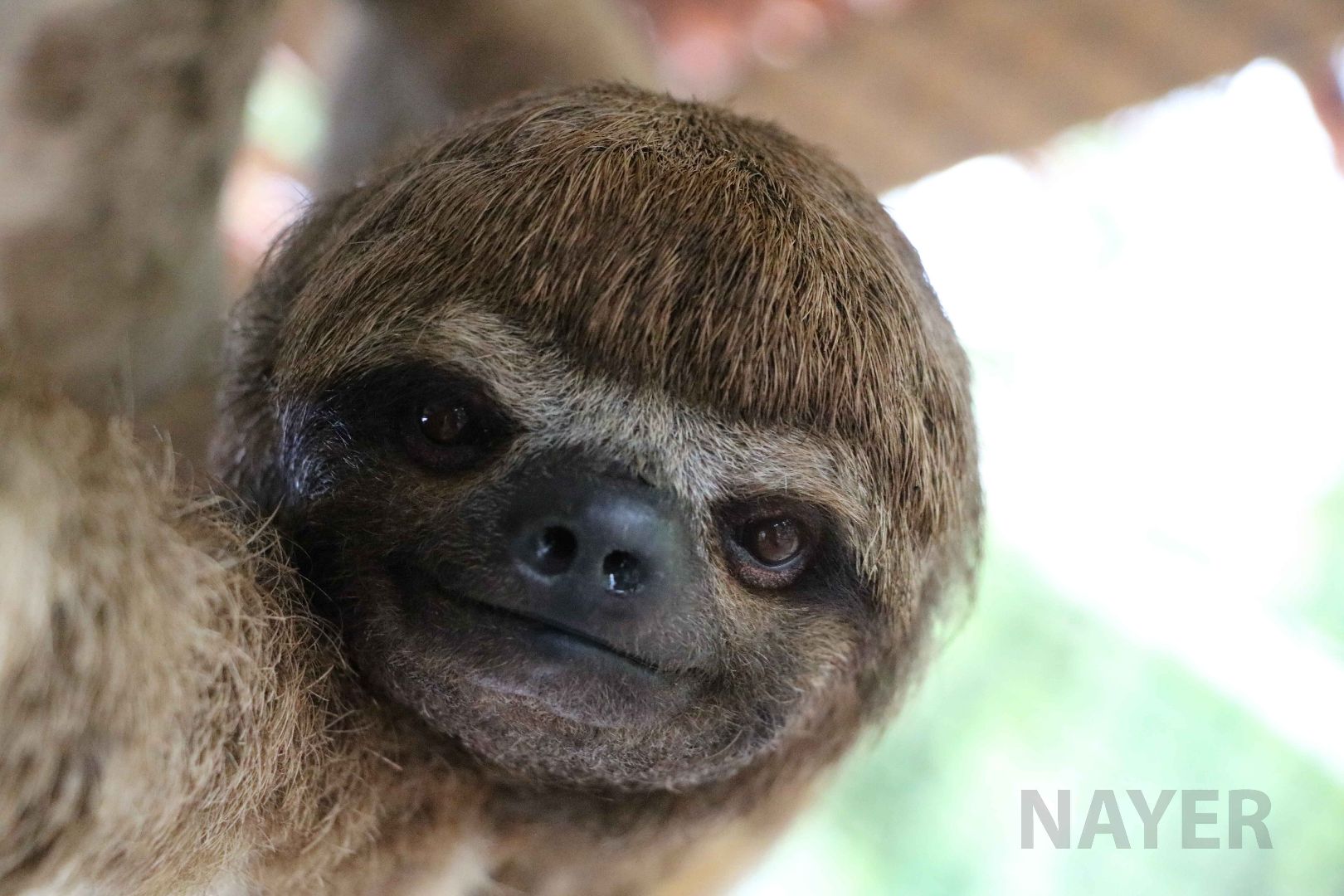 Brown-throated three-toed sloth, May 2016