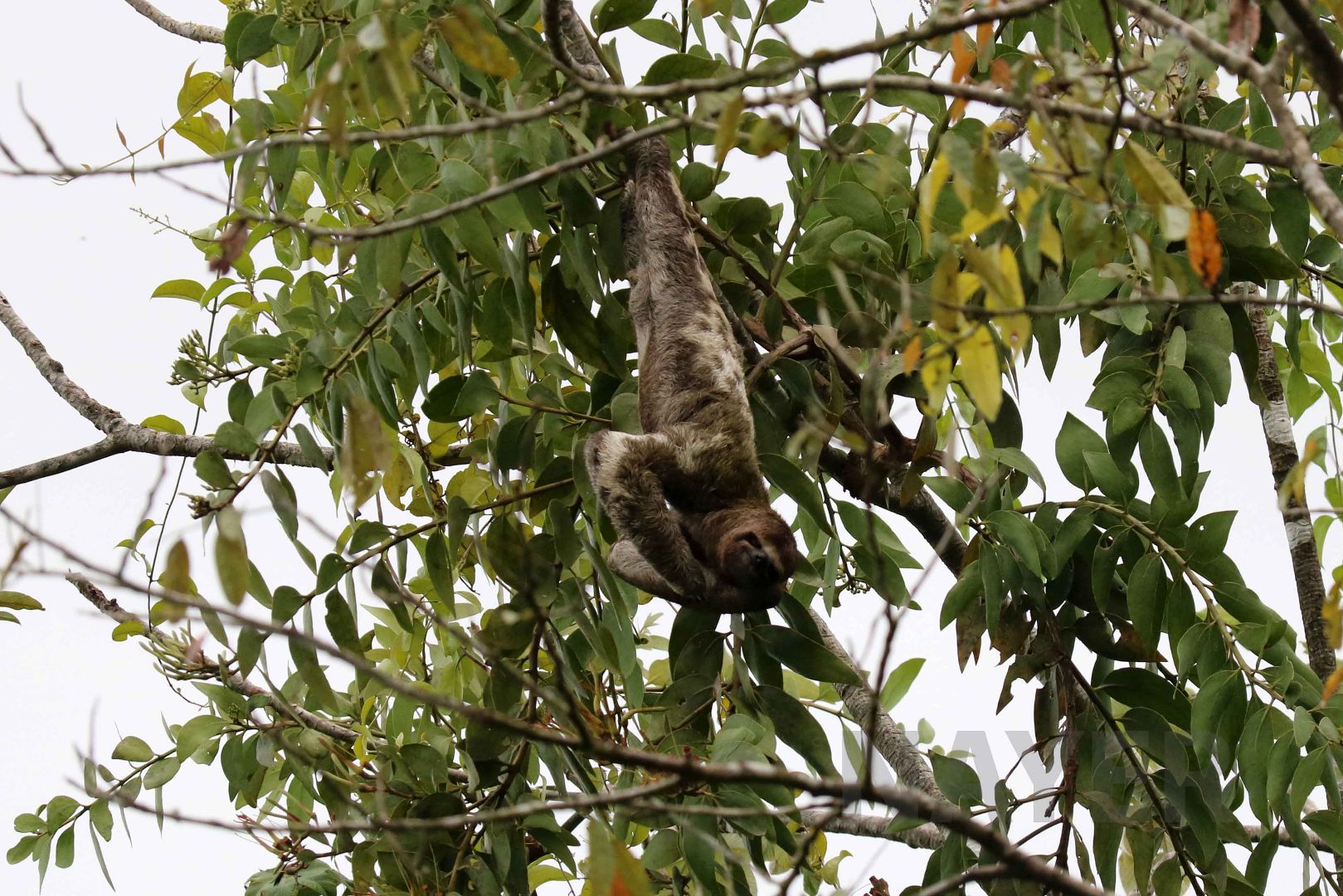 Brown-throated three-toed sloth, Peruvian Amazon, May 2016