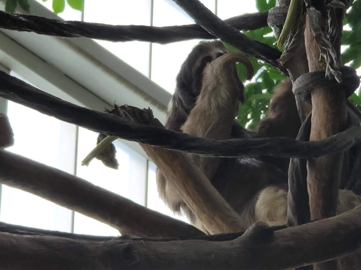 Brown-Throated Three-Toed Sloth Reaching Up
