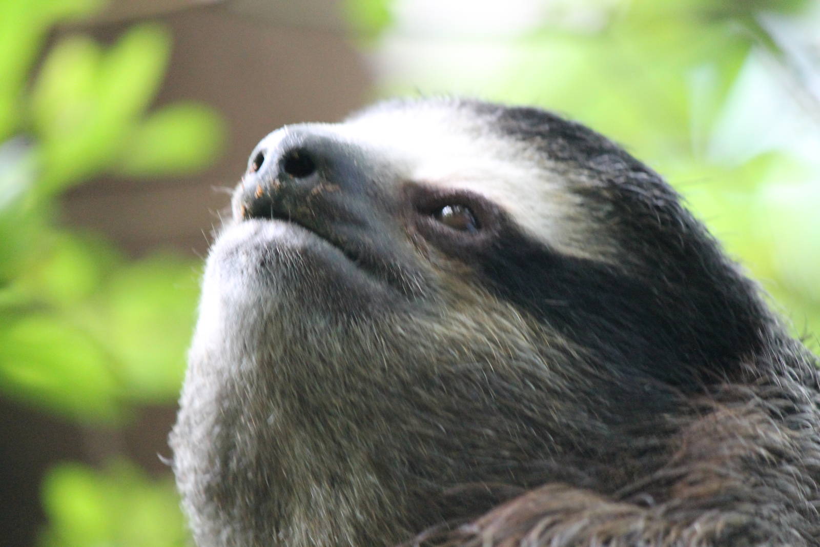 Brown Throated Three Toed Sloth