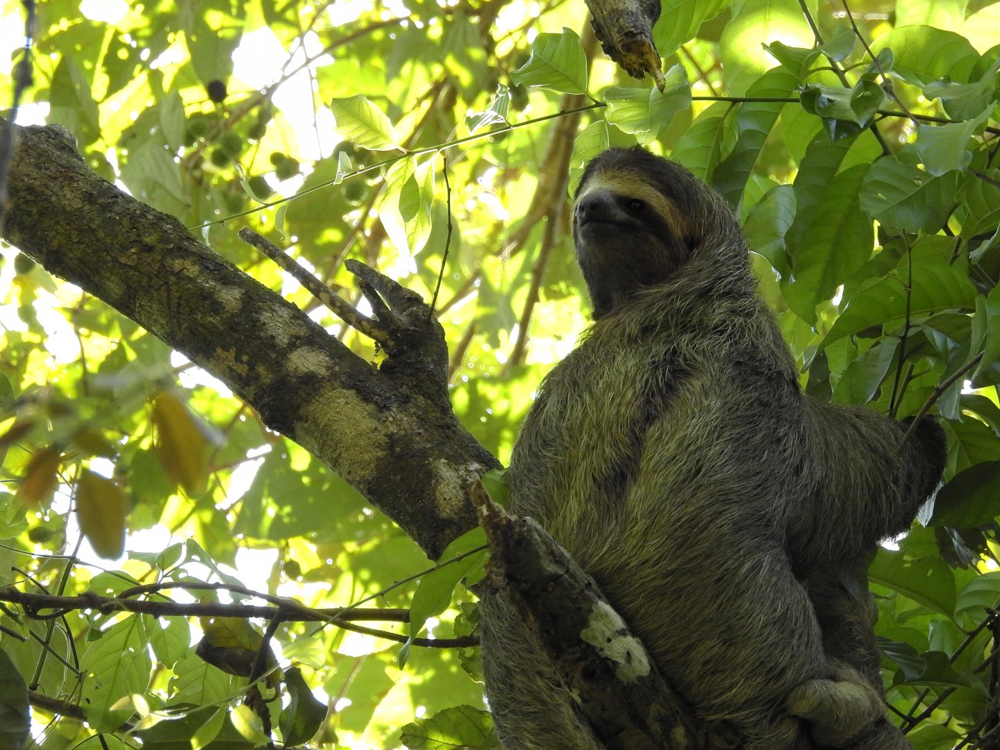 Brown Throated Three Toed Sloth