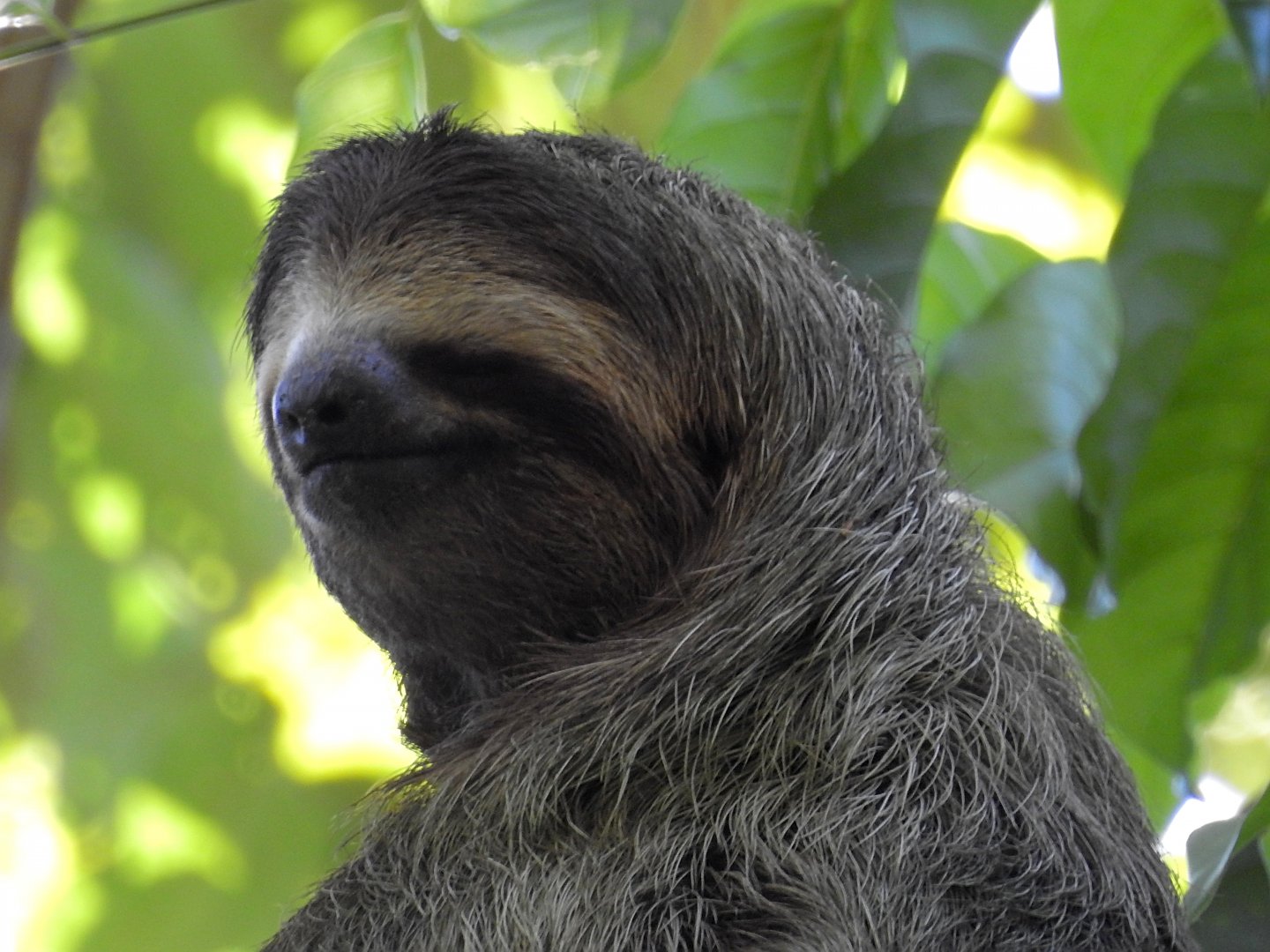 Brown Throated Three Toed Sloth