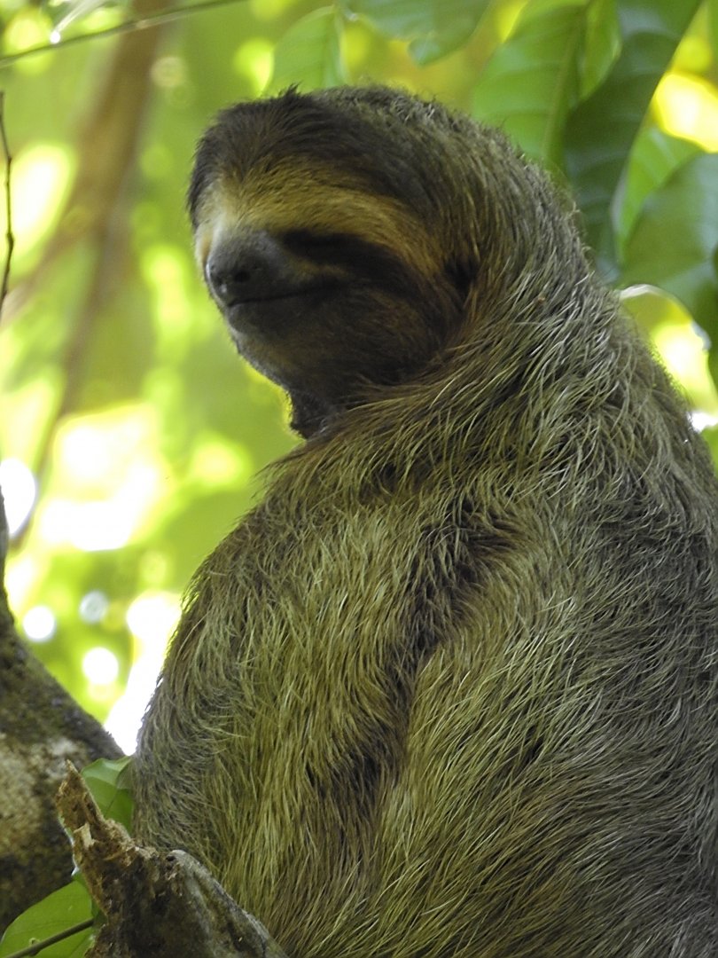 Brown Throated Three Toed Sloth