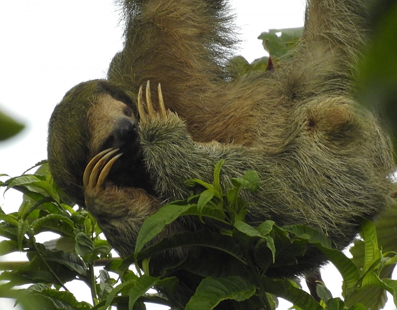 Brown Throated Three Toed Sloth