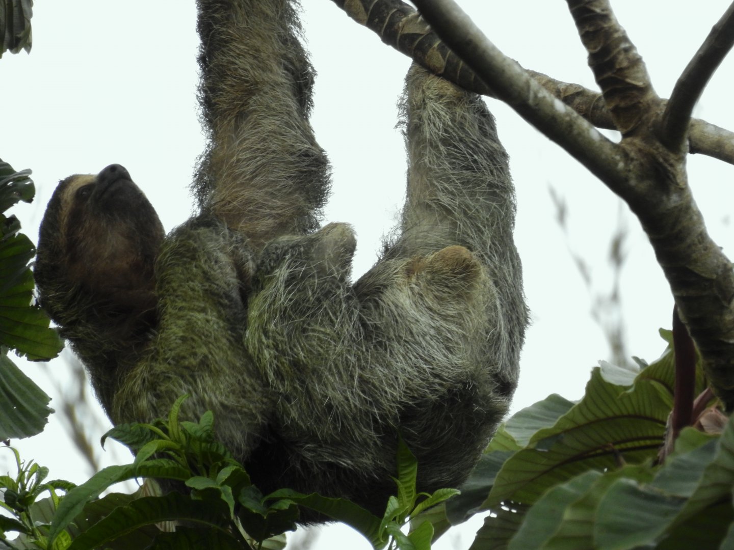 Brown Throated Three Toed Sloth