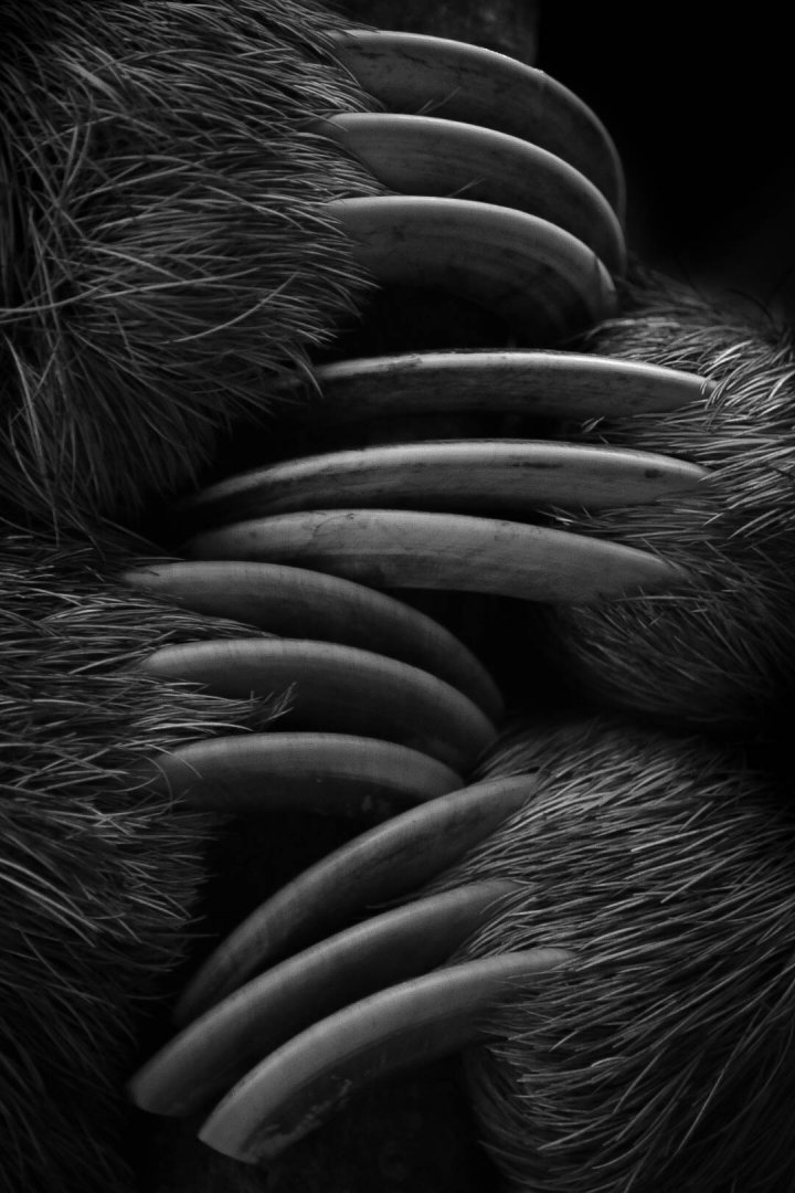 Brown Throated Three Toed Sloth