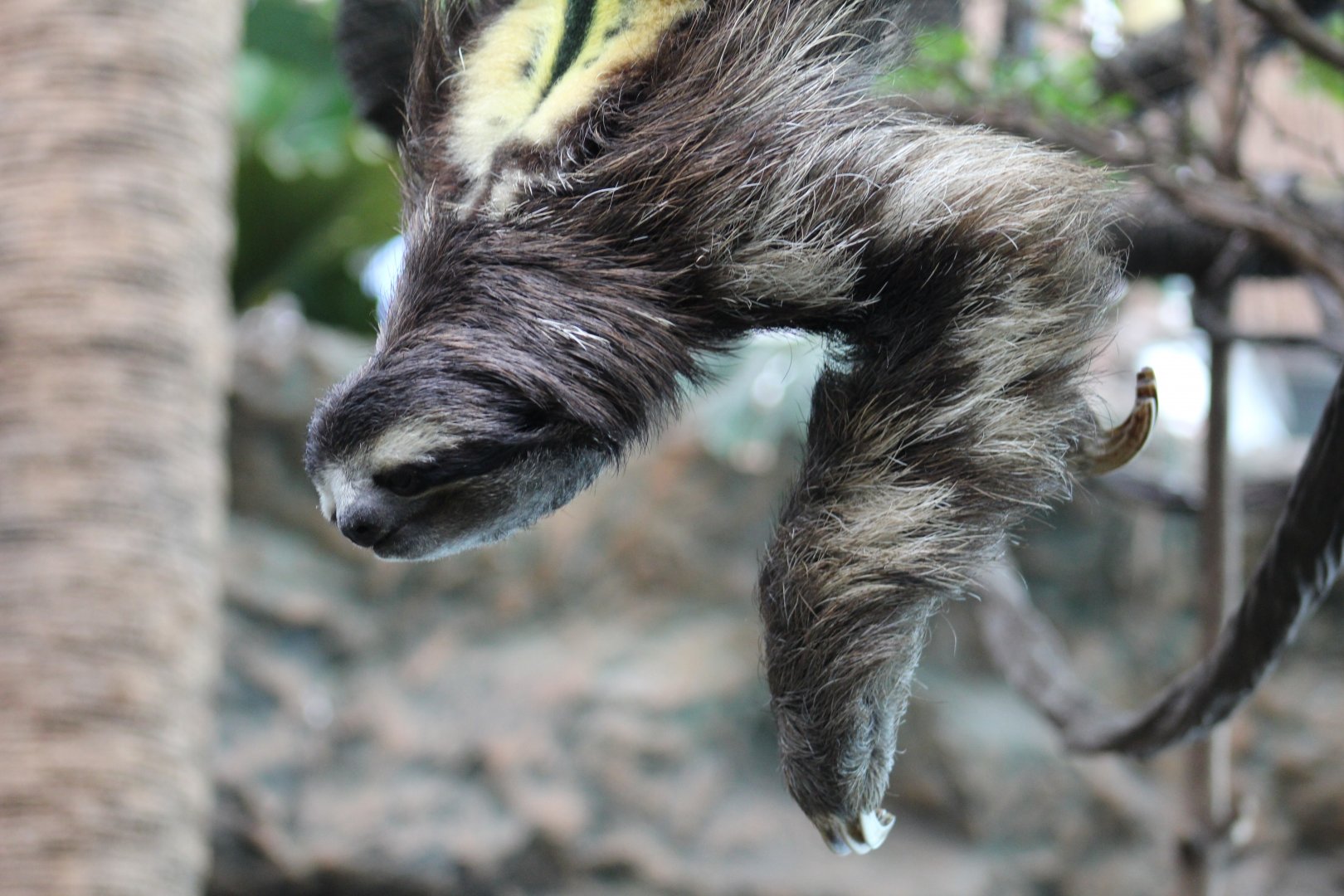 Brown-Throated Three-Toed Sloth