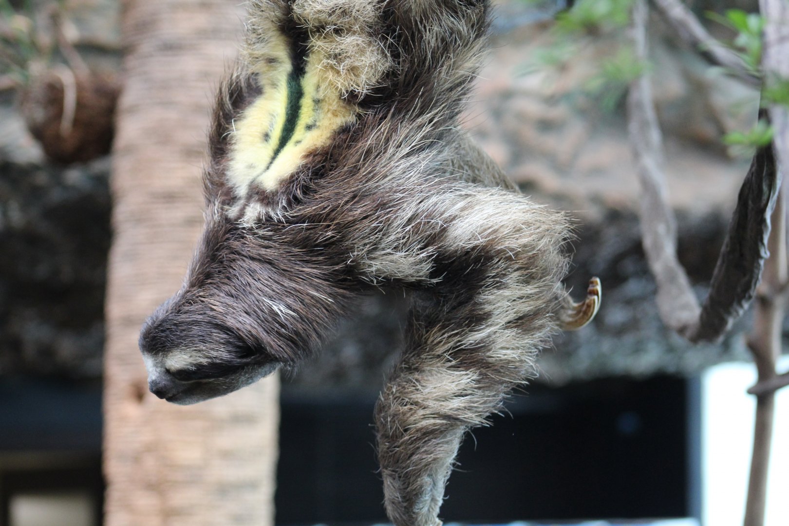 Brown-Throated Three-Toed Sloth