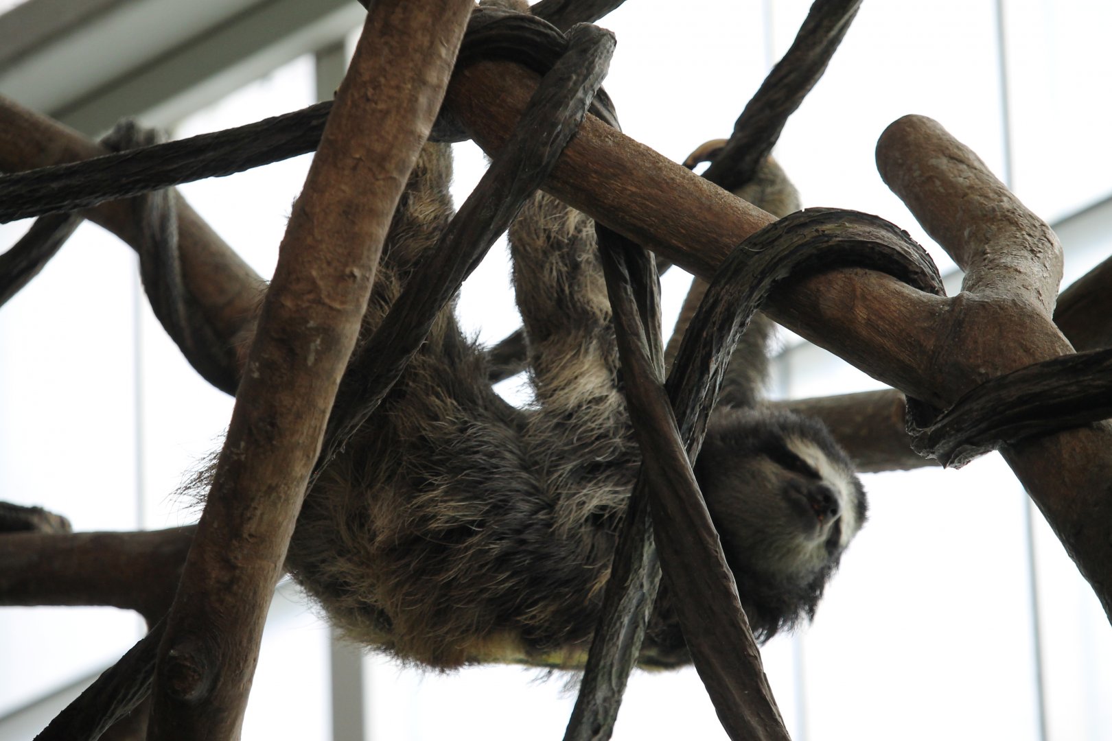 Brown-Throated Three-Toed Sloth