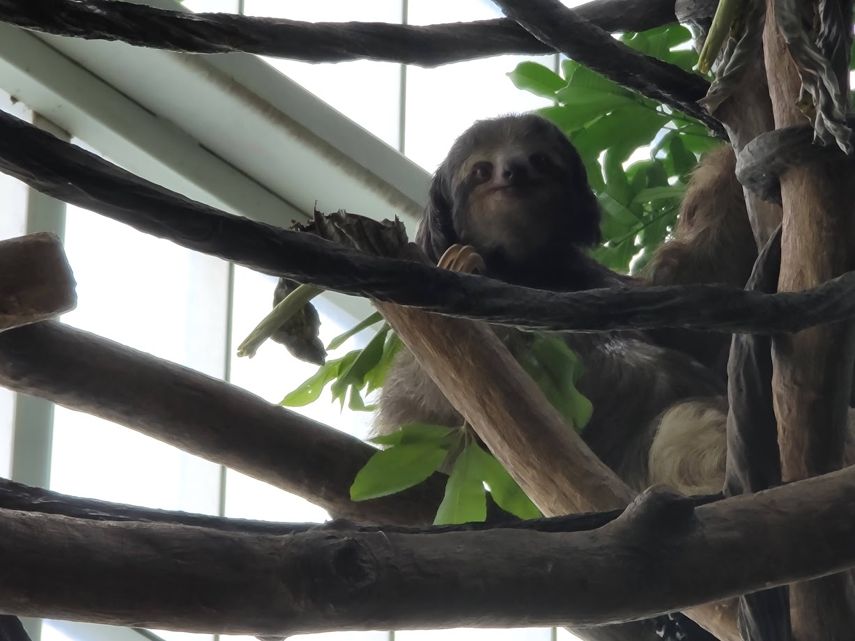 Brown-Throated-Three Toed Sloth