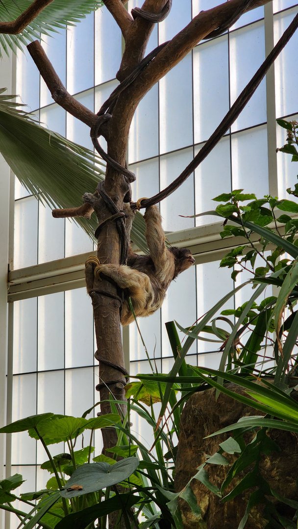 Brown Throated Three Toed Sloth