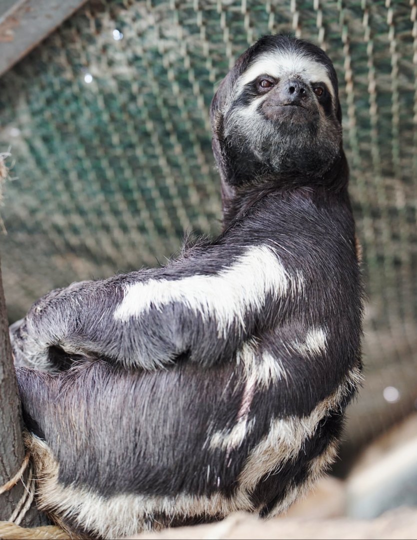Brown-throated three-toed sloth