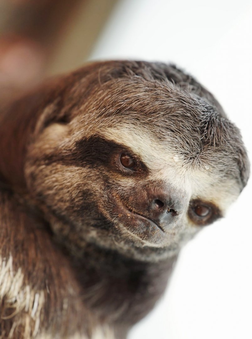 Brown-throated three-toed sloth
