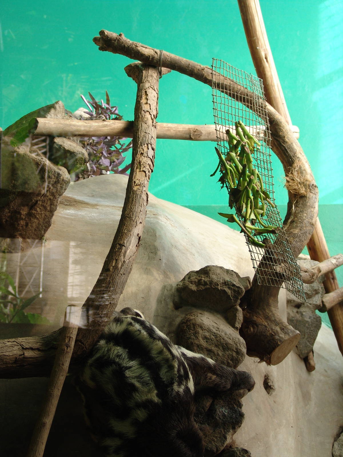 Brown-throated Three-toed Sloth's (Bradypus variegatus) exhibit
