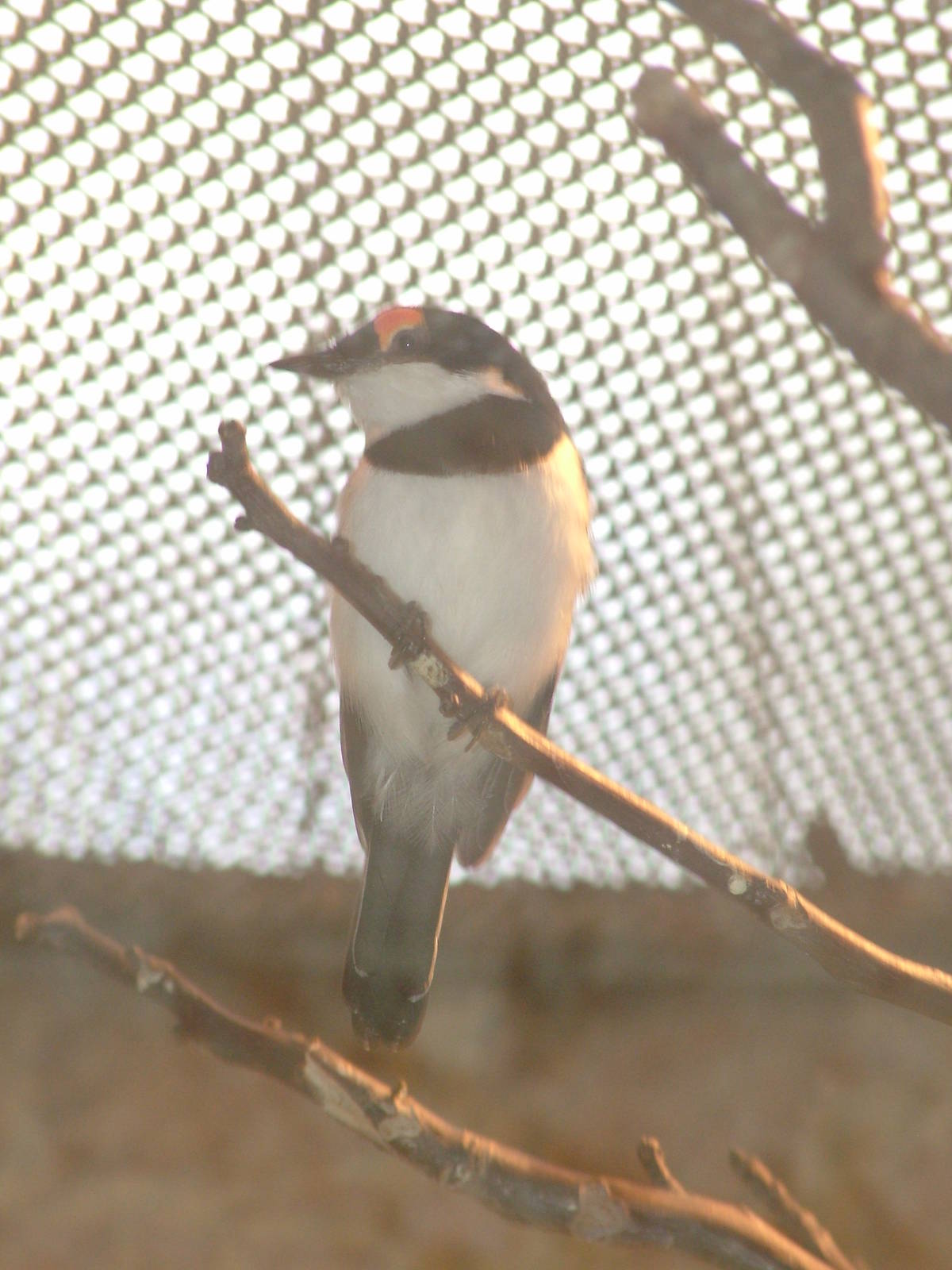 Brown-throated Wattle-Eye at Frankfurt 31/08/10