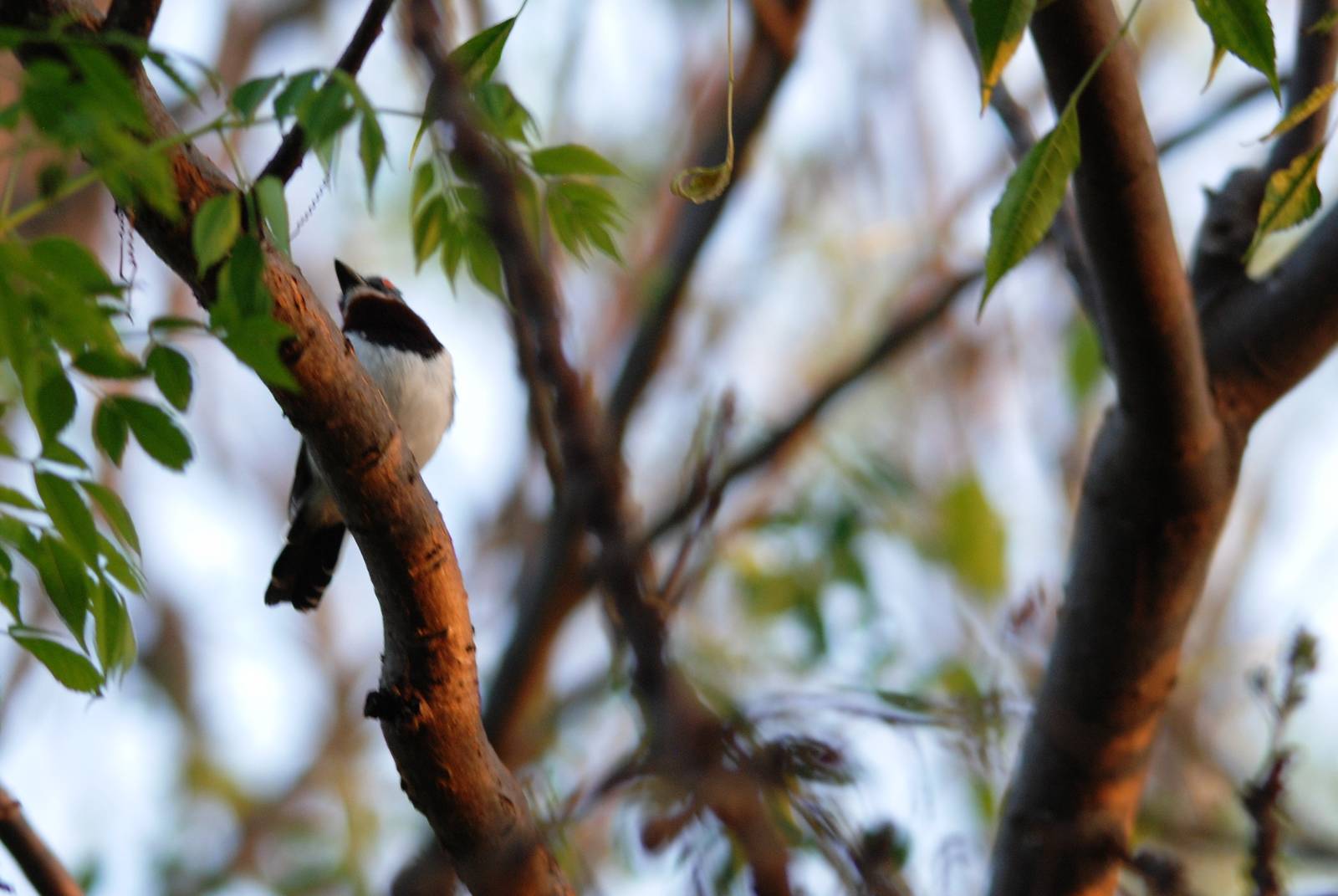 Brown-throated Wattle-eye at Hawassa, 16/10/14