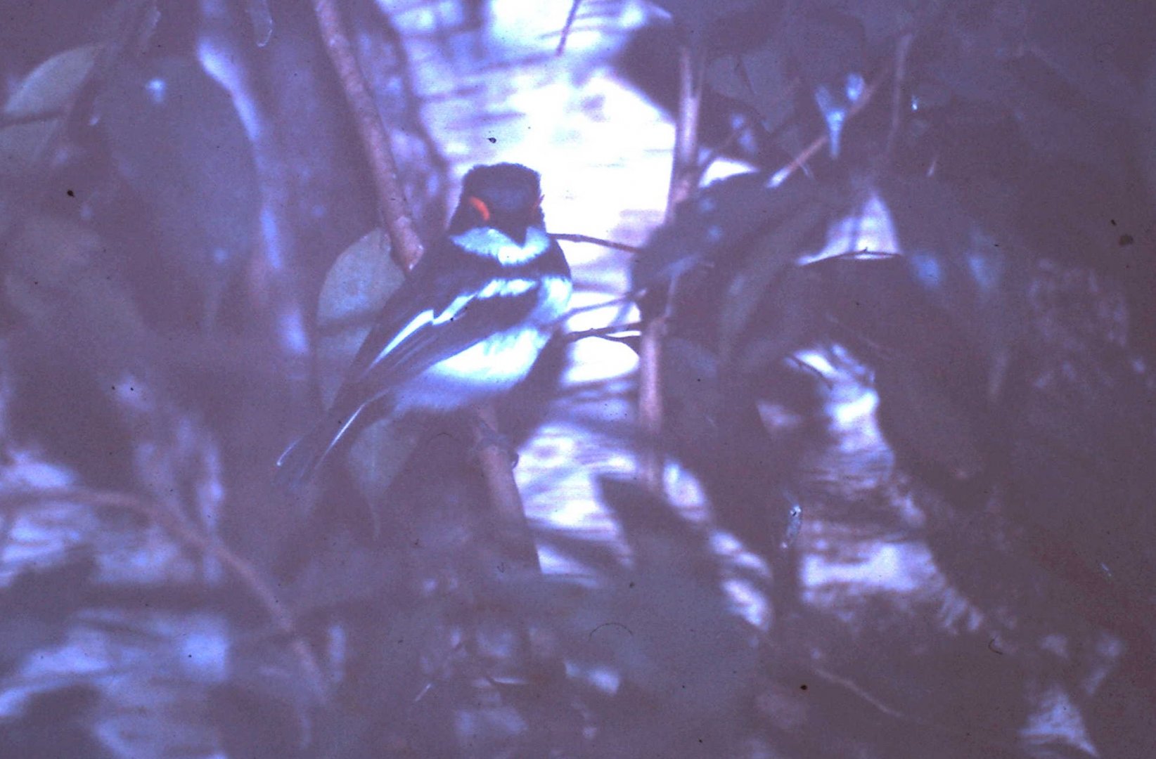 Brown-throated wattle-eye - male