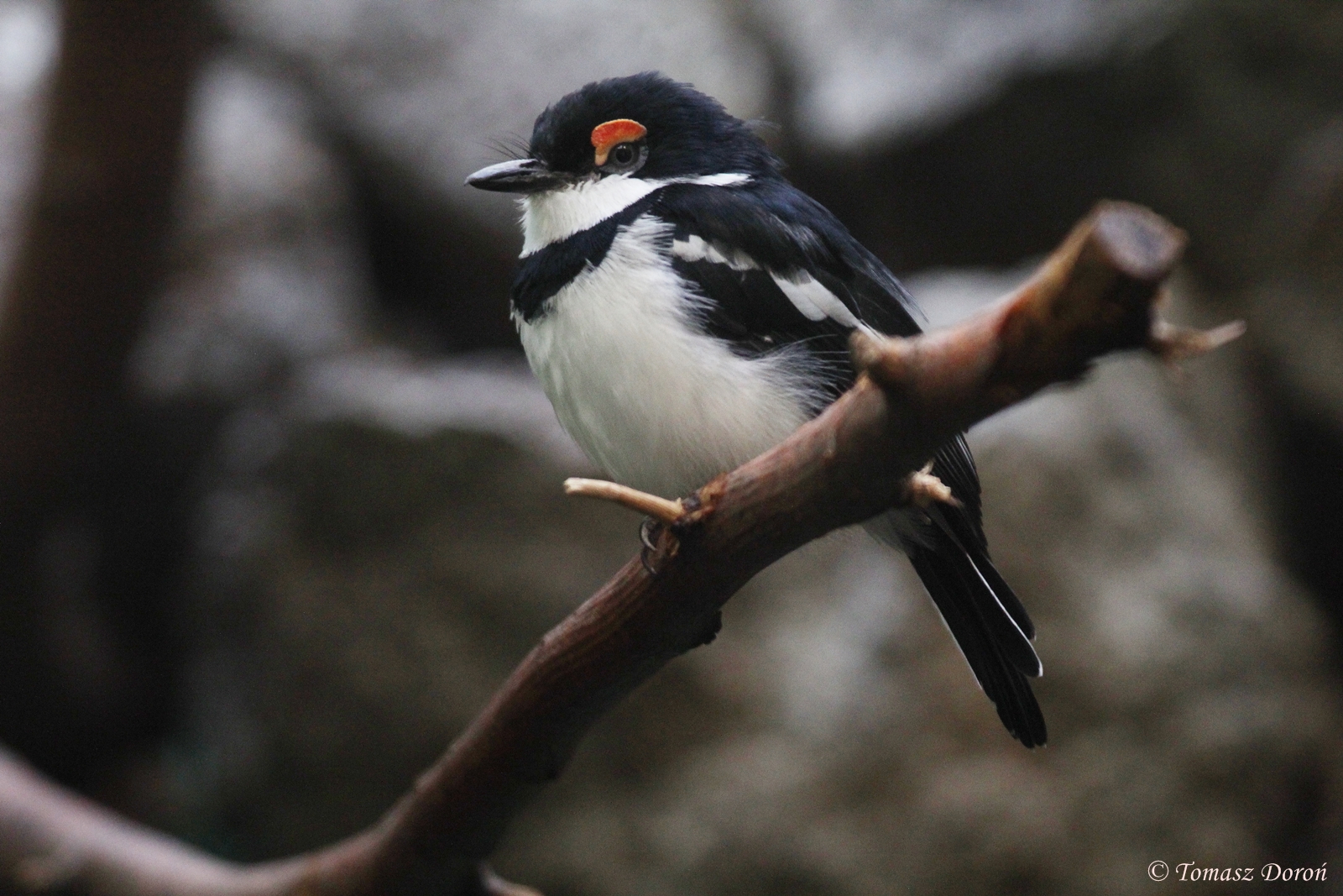 Brown-throated Wattle-eye (Platysteira cyanea) male