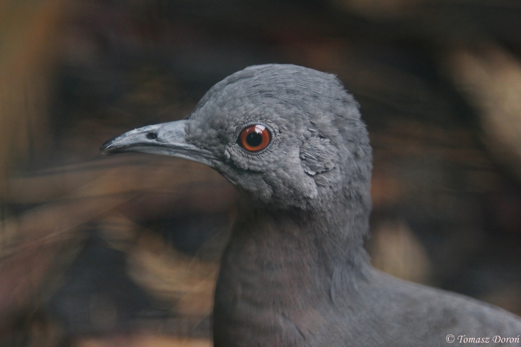 Brown Tinamou (Crypturellus obsoletus)