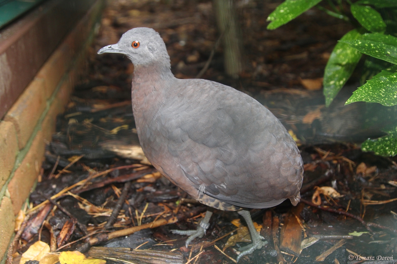 Brown Tinamou (Crypturellus obsoletus)