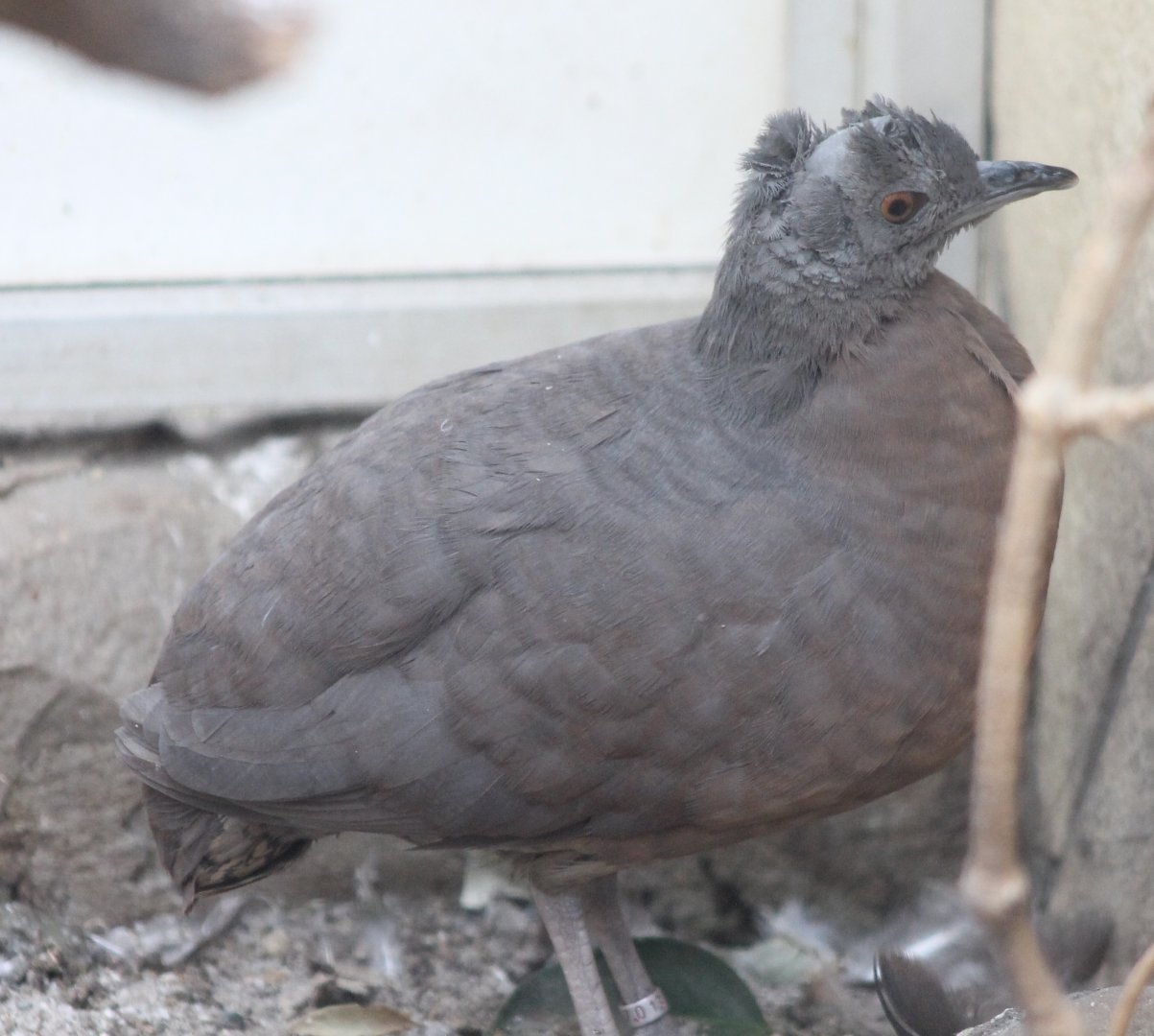 Brown tinamou - Crypturellus obsoletus