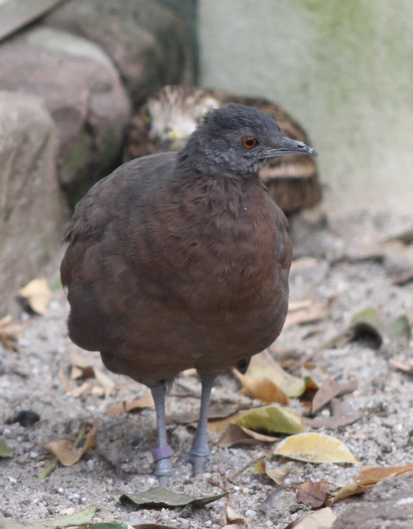 Brown tinamou - Crypturellus obsoletus