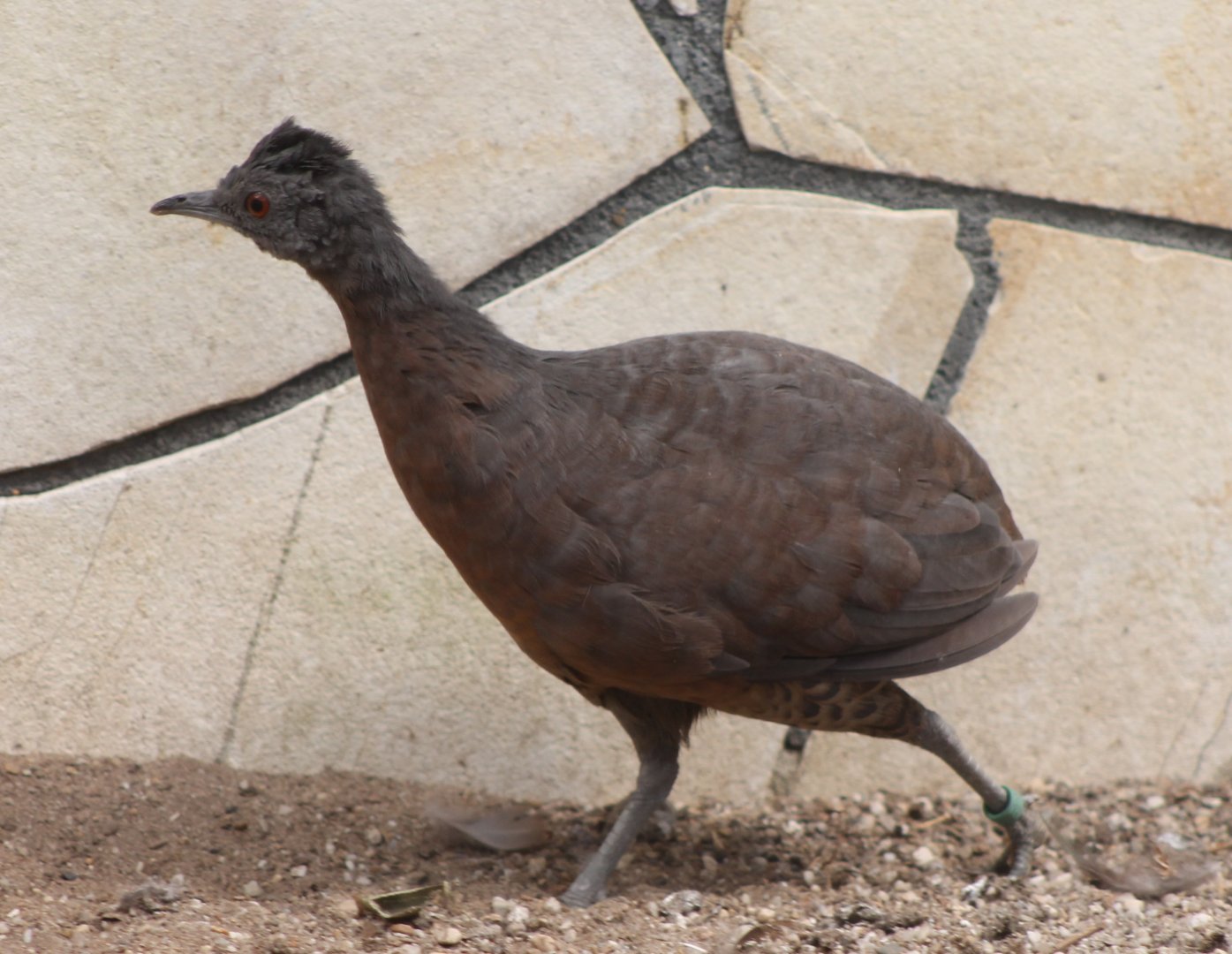 Brown tinamou - Crypturellus obsoletus