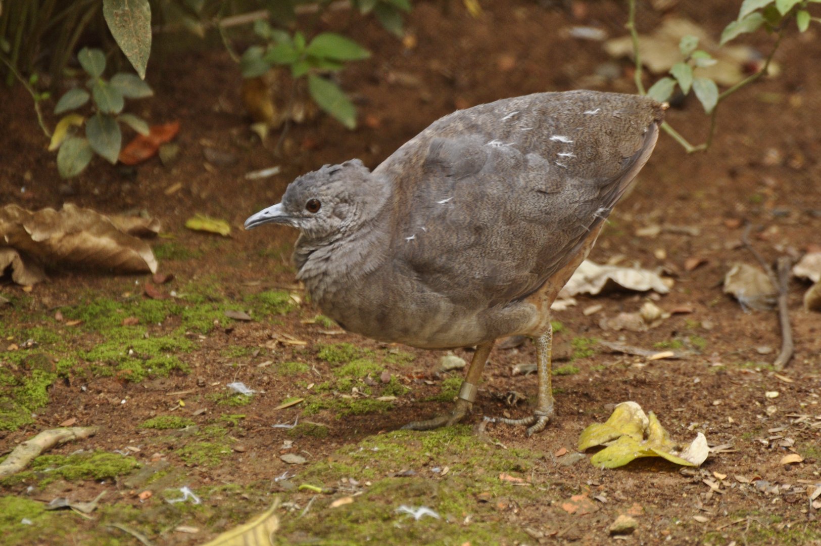 Brown Tinamou (Crypturellus obsoletus)