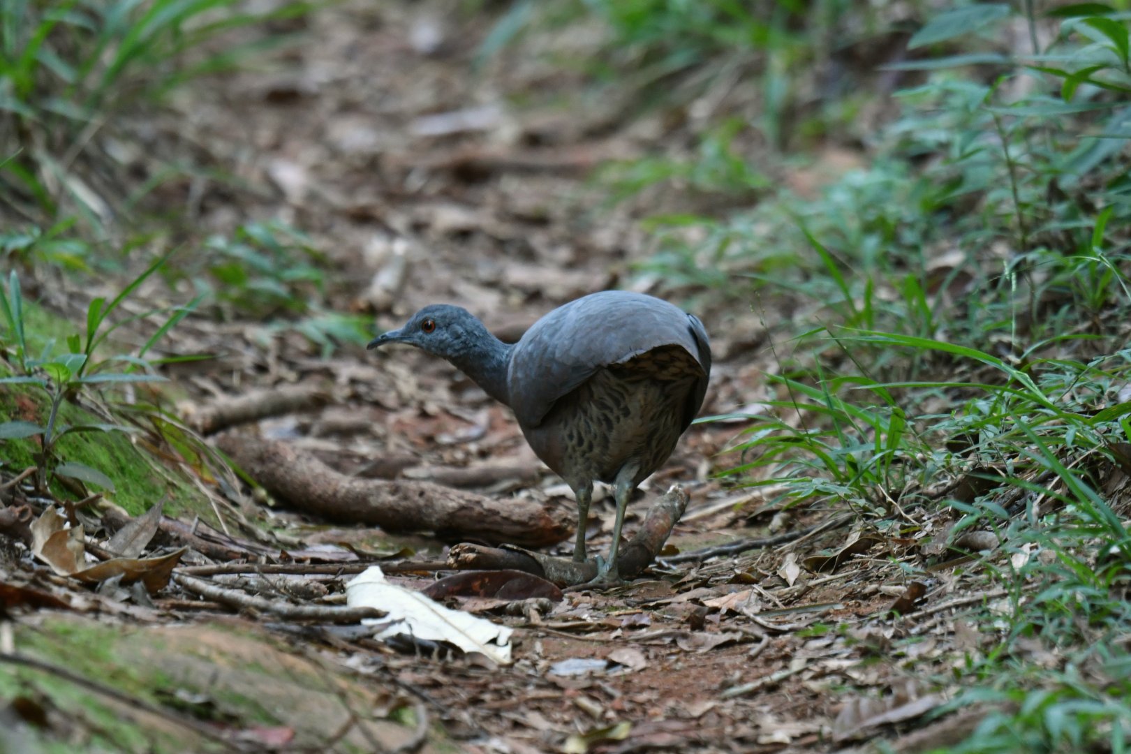 Brown Tinamou Crypturellus obsoletus
