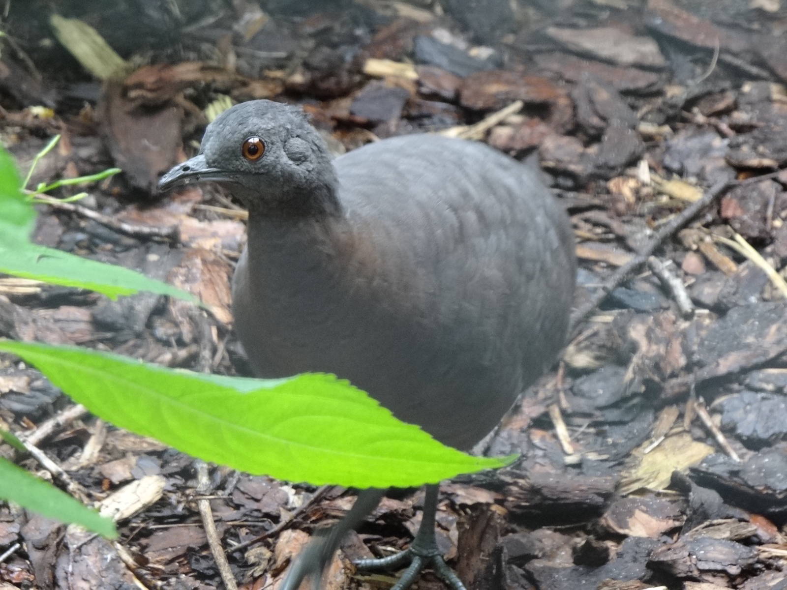 Brown tinamou