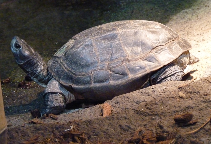 Brown tortoise (Manouria emys)