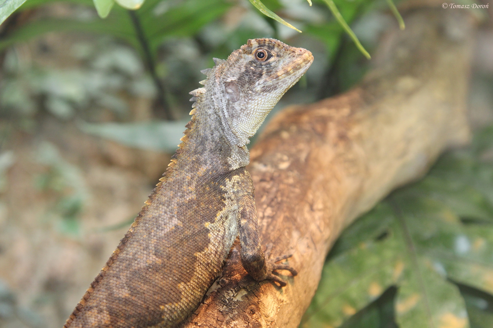 Brown Tree Climber Lizard (Uranoscodon superciliosus)