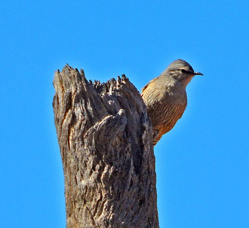 Brown tree-creeper.