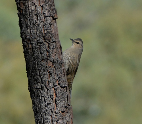 Brown tree-creeper