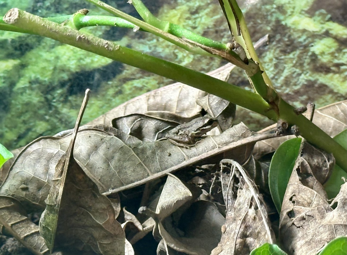 Brown tree frog (Litoria ewingii)