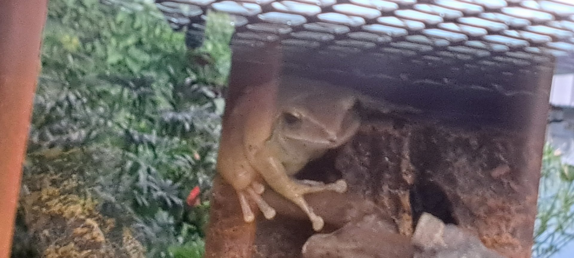 Brown Tree Frog
