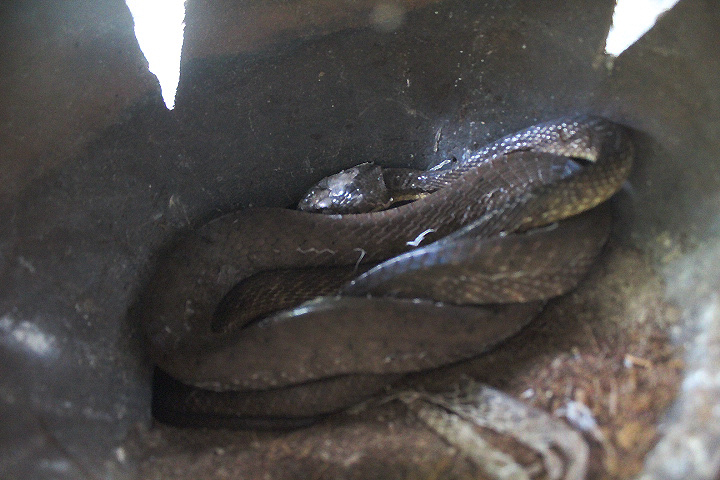 Brown tree snake (Boiga irregularis) - Taman Konservasi Sato Loka