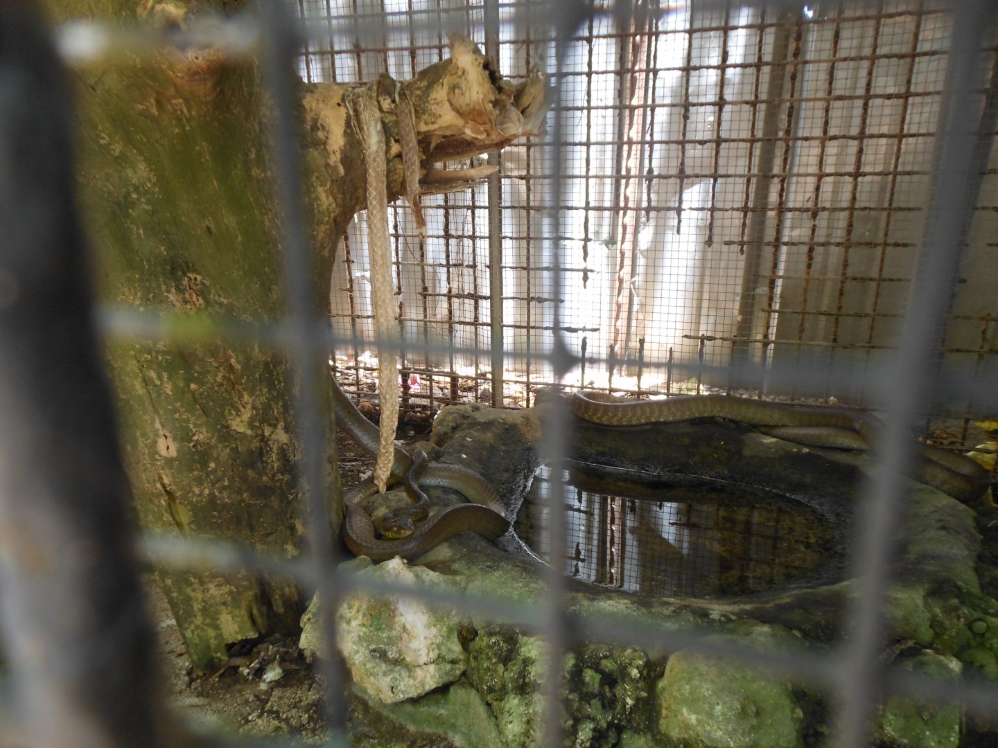 Brown Tree Snake (Boiga irregularis)