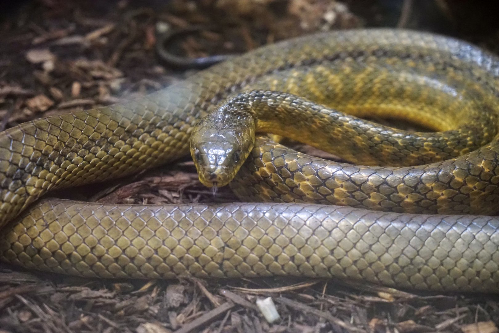 Brown Tree Snake (Boiga irregularis)