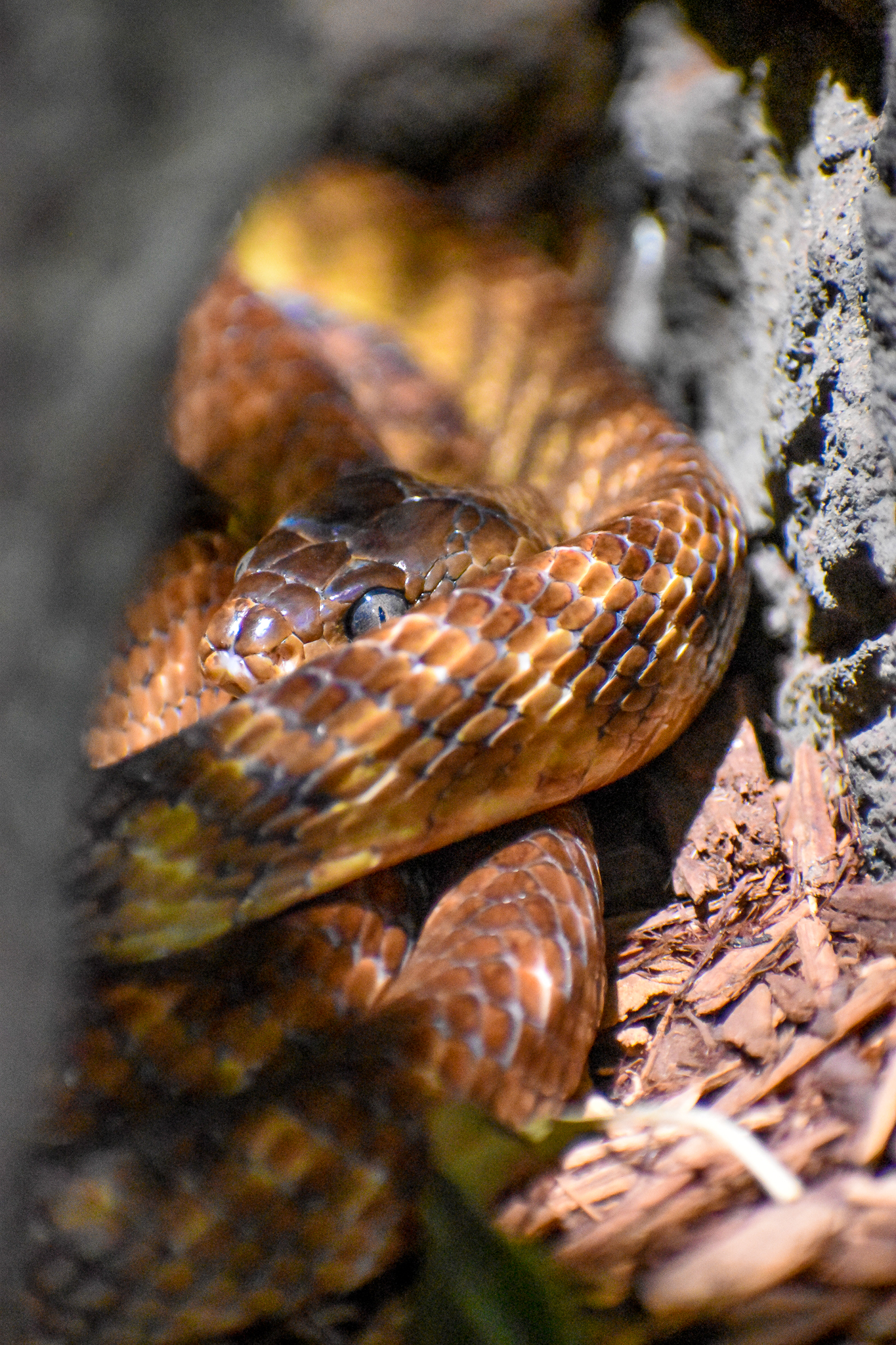 Brown Tree Snake (Boiga irregularis)